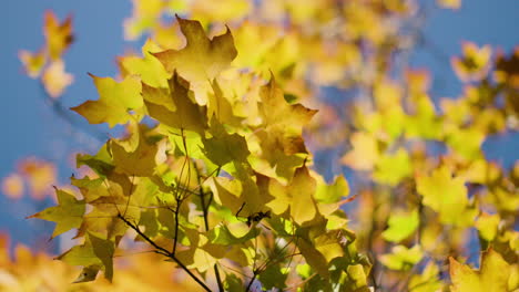 Schöne-Herbstfarben