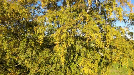 Aerial-closeup-of-big-birch-tree-with-autumn-coloured-leaves