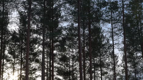 Timelapse-video-of-very-strongly-and-fast-swaying-pine-trees-in-a-storm-by-dawn