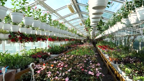 Blumen-Und-Pflanzen-In-Einem-Großen-Gartenladen-4k