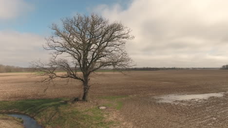 Rotating-drone-shot-of-a-single-tree-in-a-large-farm-field