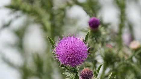Cotton-Thistle-or-Scottish-Thistle-Gently-Swaying-in-the-Wind-Closeup