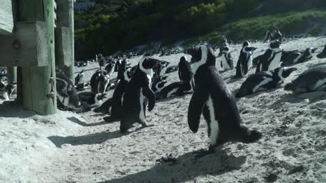 Colonia-De-Pingüinos-En-La-Reserva-Natural-De-Boulders-Beach-En-La-Península-Del-Cabo,-Sudáfrica