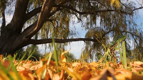 Bodennahe-Herbstweidenaufnahmen-Von-Blättern,-Die-Vom-Baum-Fallen