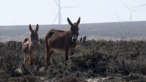 The-image-shows-a-group-of-donkeys-in-a-desert-landscape-located-in-a-wind-farm