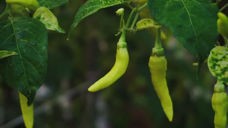 Close-up-shot-of-yellow-chili-growing-on-botanical-field-in-sunlight