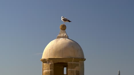 Seagull-sitting-on-top-of-stone-tower-in-Cadiz