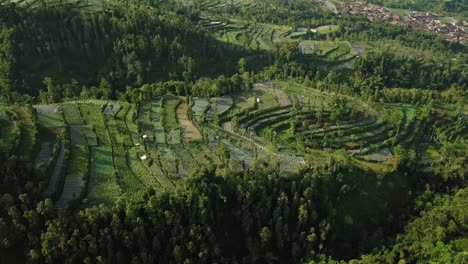 Bird-eye-drone-shot-of-vegetable-plantation-in-the-valley-and-dense-trees-in-Central-Java,Indonesia