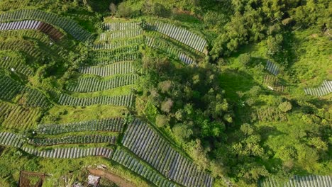 the-vegetable-plantation-with-village-and-dense-of-trees-that-planted-with-brocolli,-cabbage,-potatoes-and-green-onion,-central-java,-Indonesia