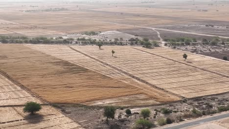 Luftaufnahme-Eines-Weizenfeldes-In-Punjab,-Pakistan