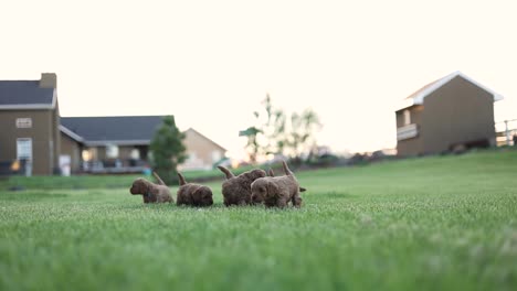 Litter-of-Golden-Brown-Puppy-Dogs-Playing-on-Grass---Copy-Space-in-Sky
