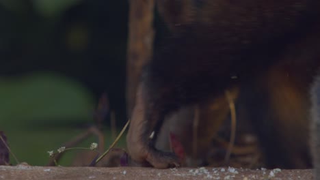 Nasenbärenfamilie-Auf-Nahrungssuche-Im-Amazonas-Regenwald---Nahaufnahme