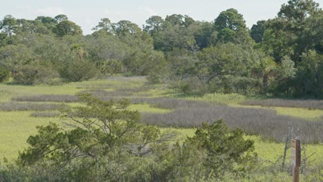 Wide-shot-of-the-marsh-field