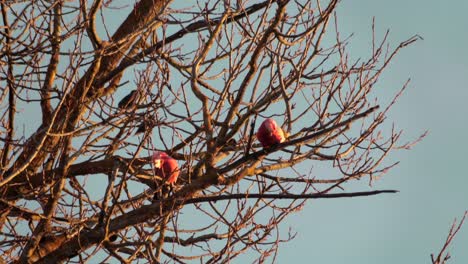 Two-Galah-Birds-on-Tree-With-No-Leaves,-Galah-jumps-along-branch-Day-time-sunset-golden-hour,-Maffra,-Victoria,-Australia
