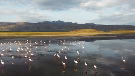A-beautiful-group-of-flamingos-walking-on-Lake-Natron-with-an-amazing-reflection-in-the-water-and-the-mountains-in-the-background,-in-Tanzania-in-Africa