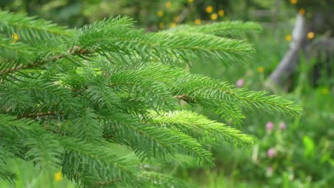 Rack-Focus-Of-Spruce-Tree-Branches