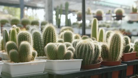 View-of-the-wide-variety-of-flowering-plants-from-Cactus-family-for-indoor-decoration