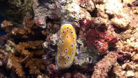 Nudibranch-on-a-coral-reef-in-the-Red-Sea