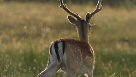 Slow-motion-of-pretty-deer-with-antlers-and-white-dots-walking-in-park-at-sun