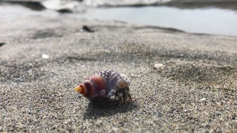 Hermit-crab-in-turbinate-seashell-slowly-crawls-on-sand-toward-water
