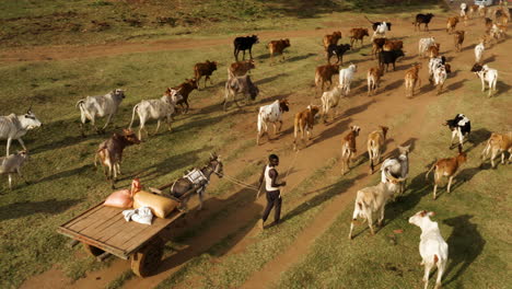 Local-Man-And-Donkey-Pulling-Wooden-Cart-Walking-Home-From-Pastures-With-Herd-Of-Cow