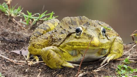 Frog--Rain--Eyes-frog-in-Pond-