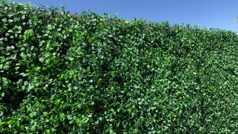 Green-topiary-wall