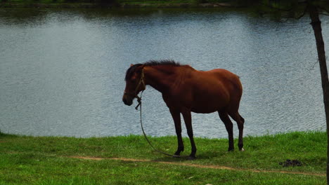 Close-up-of-the-brown-horse-standing-in-tranquil-farm-with-pond-during-summer-at-Da-Lat,-Vietnam