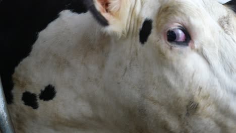 Extreme-close-up-of-white,-tagged-heifer
