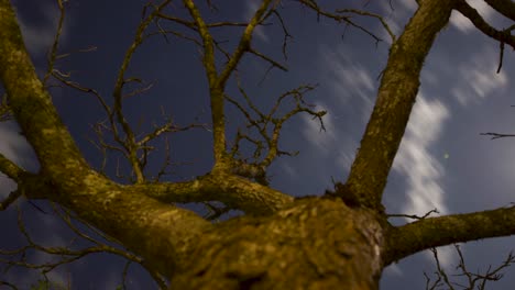 Bewegende-Zeitraffer-Nacht-Mit-Wolken-Und-Sternen-Um-Baumparalaxien