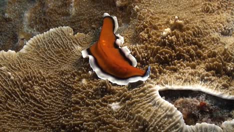 Roter-Und-Weißer-Plattwurm,-Der-über-Korallenriffe-Auf-Den-Philippinen-Kriecht