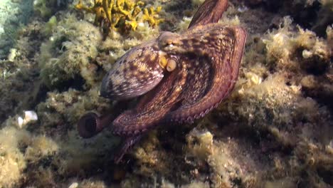 Reef-Octopus-swimming-over-reef-in-the-Mediterranean-Sea