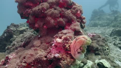 Close-Up-View-Of-Beautiful-Soft-Coral-Under-The-Sea
