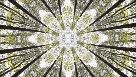 Kaleidoscope-geometric-animated-pattern-abstract-nature