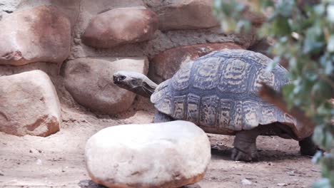 Nahaufnahme-Einer-Schildkröte,-Die-Im-Westkap,-Südafrika,-Herumläuft