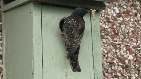 European-starling-entering-nest-box-with-grub-then-looking-out-of-the-hole