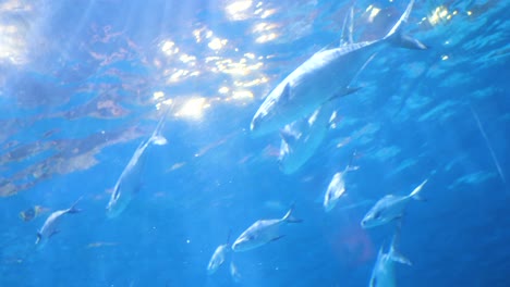 Eine-Gruppe-Fische-Schwimmt-Unter-Lichtstrahlen