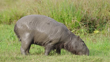 Adult-Capybara-covered-in-mud-grazing-in-swampland-habitat