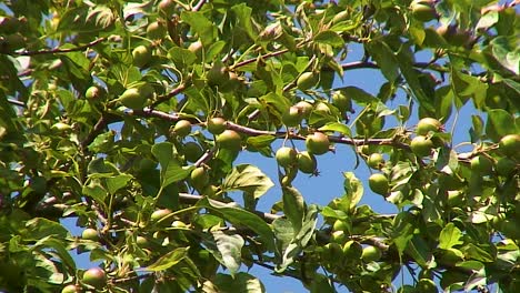 Crab-apples-growing-on-a-branch-of-a-crab-apple-tree-with-a-cloudless-sky-for-a-background