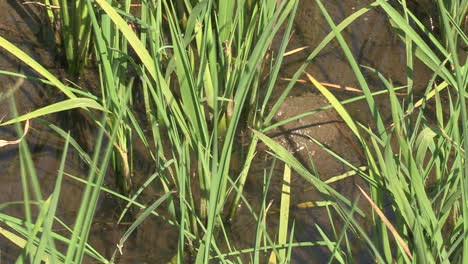 Nahaufnahme-Eines-Reisfeldes-Mit-Der-Kleinen-Grünen-Pflanze-Und-Wasser-Für-Ihr-Wachstum