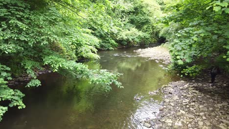Woodland-river-scene-filmed-in-the-Derbishire-Peak-District-Drone-footage-with-forward-motion-and-hiker-on-right-side