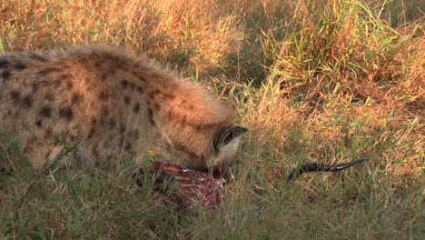 Close-view-of-lone-hyena-feeding-on-kill-on-tall-grass-at-golden-hour