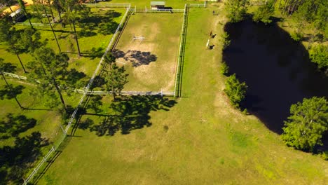 A-dramatic-drone-shot-of-horses-running-through-the-pasture-on-a-sunny-Florida-horse-ranch