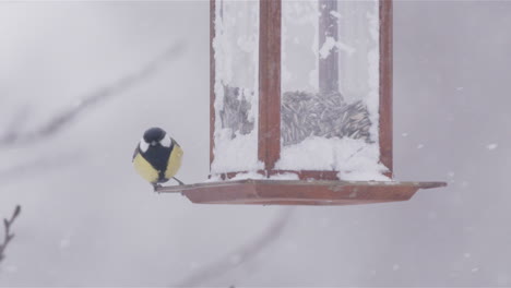 Great-tit-on-a-bird-feeder-takes-off-during-snowy-winter-in-Sweden,-slow-motion