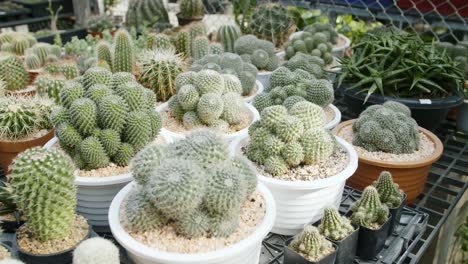 Echinocactus,-Cleistocactus,-Kaktuspflanzen-In-Einem-Topf-Draußen,-Kamerafahrt
