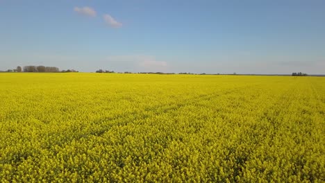 Yellow-canola-field-with-blue-sky.-areal-4k