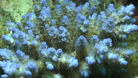 Blue-hard-coral-with-open-polyps,-close-up-shot