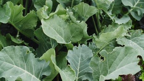 Medium-close-up-shot-of-broccoli-plants-growing-in-a-raised-bed