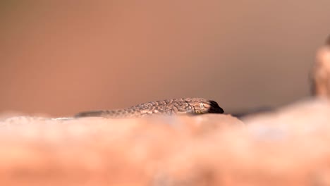 Closeup-view-of-desert-lizard