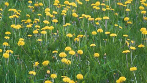 Gelbe-Löwenzahnblume-Vor-Einem-Gelbgrünen-Bokeh